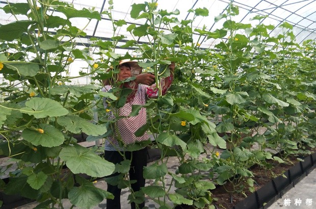 日光温室如何种植甜瓜？