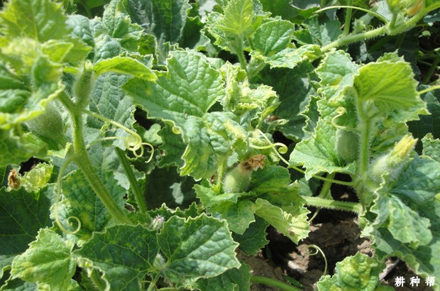 甜瓜病毒病如何防治？附图片