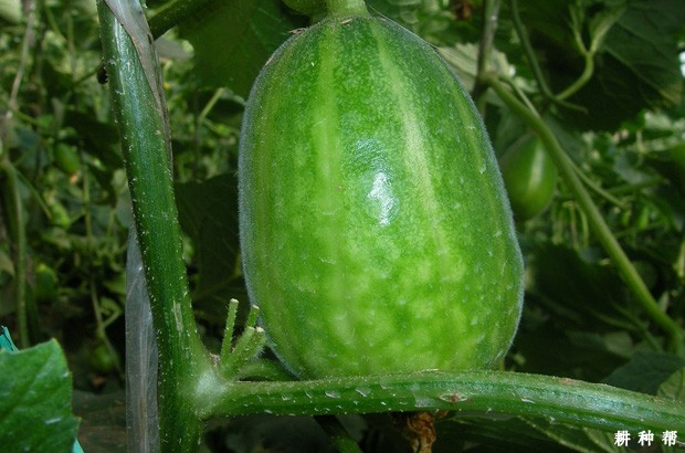 甜瓜病毒病如何防治？附图片