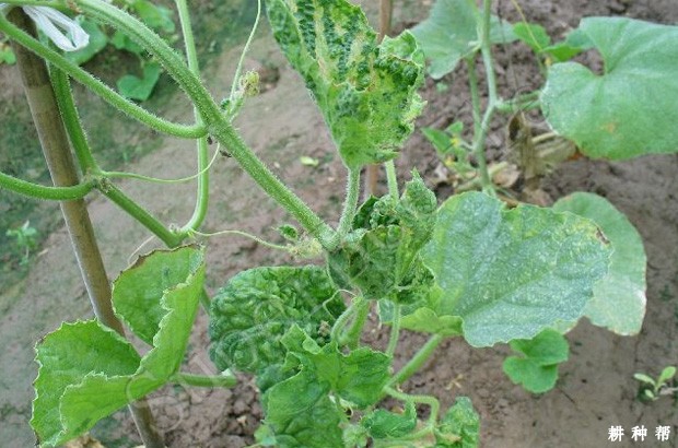 甜瓜病毒病如何防治？附图片