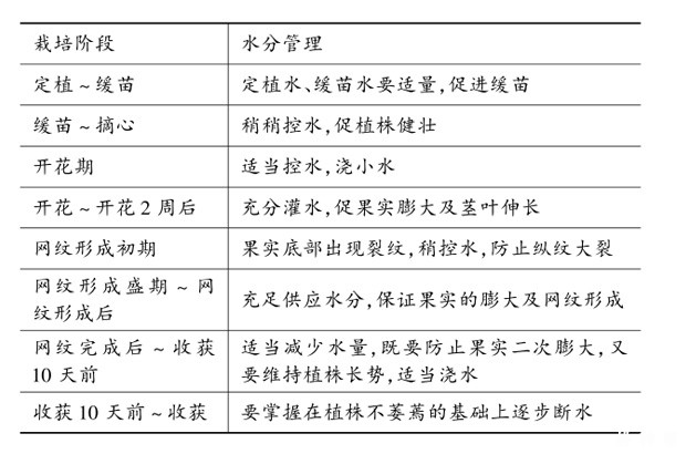 甜瓜管理技术有哪些？