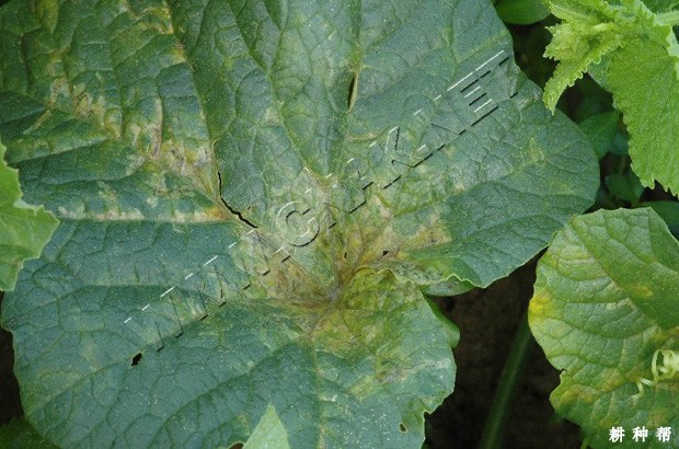 甜瓜疫病用什么药防治？附图片