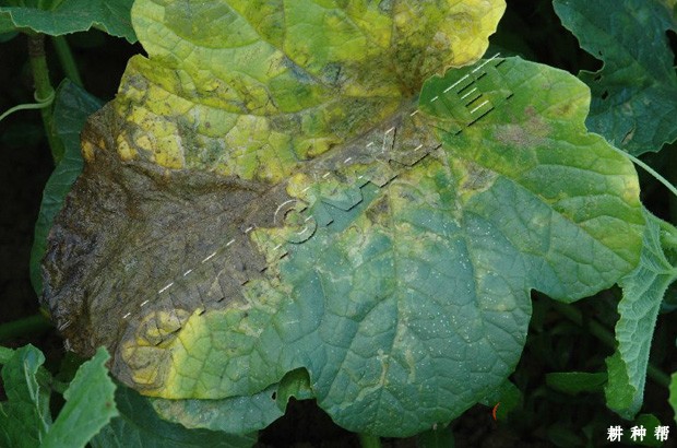 甜瓜疫病用什么药防治？附图片