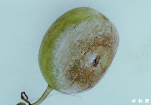 甜瓜疫病用什么药防治？附图片