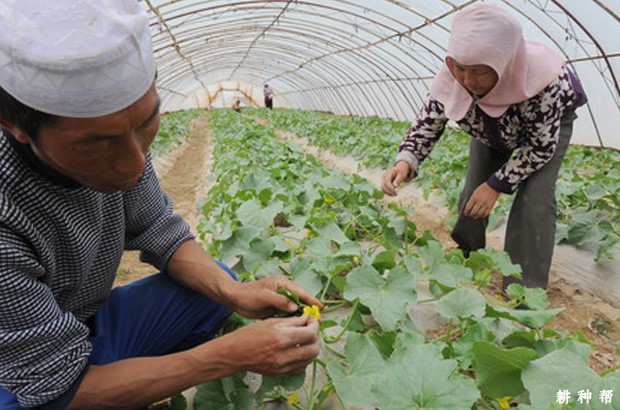 怎样进行甜瓜辅助授粉？