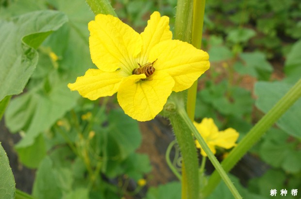 怎样进行甜瓜辅助授粉？