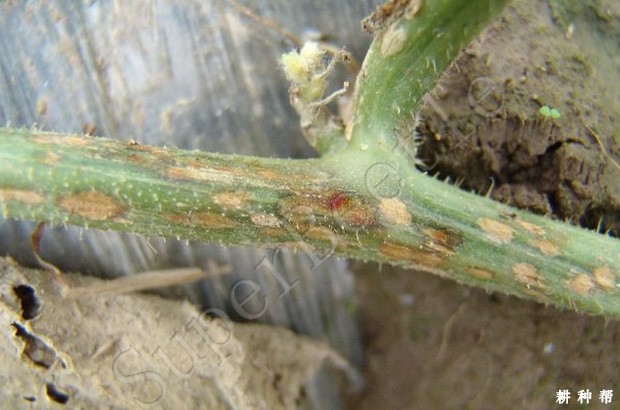 甜瓜炭疽病如何防治？附图片