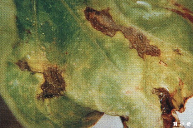 甜瓜炭疽病如何防治？附图片