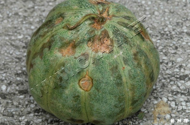 甜瓜炭疽病如何防治？附图片