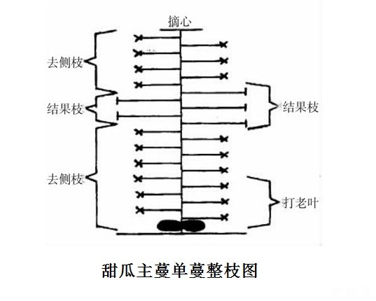 甜瓜怎样整枝打杈？
