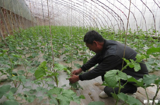 甜瓜怎样整枝打杈？