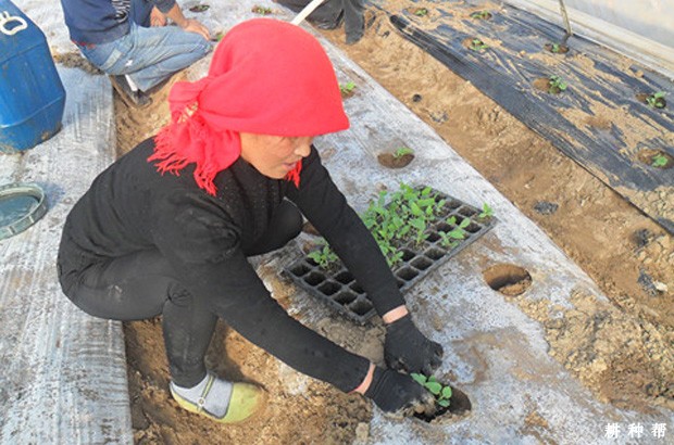 甜瓜如何定植？