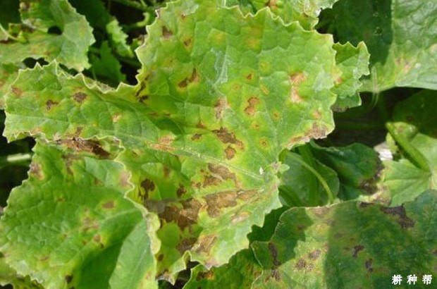 甜瓜叶斑病如何防治？附图片