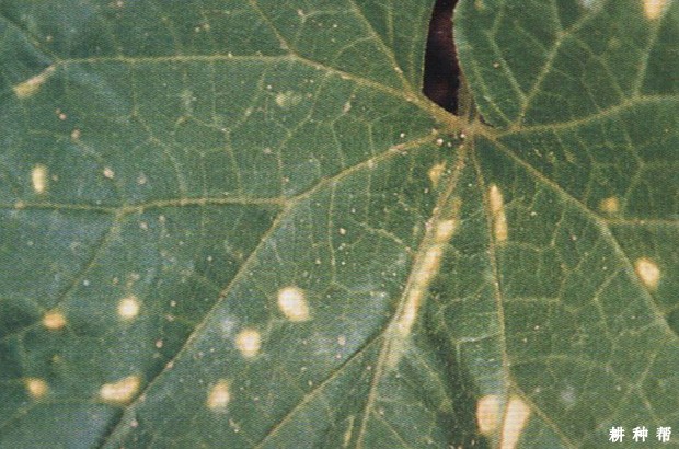 甜瓜叶斑病如何防治？附图片