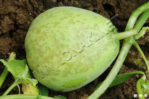 甜瓜叶斑病如何防治？附图片