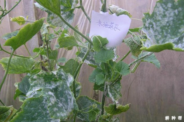 甜瓜白粉病如何防治?附图片