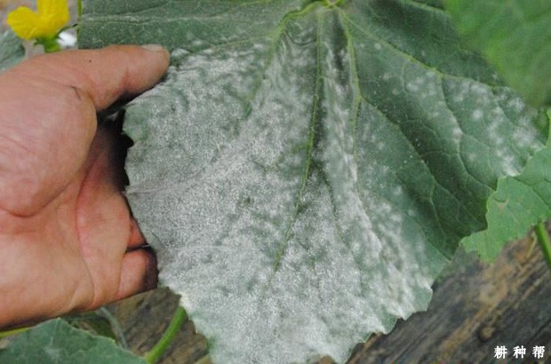 甜瓜白粉病如何防治?附图片