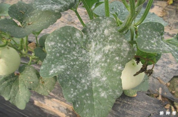甜瓜白粉病如何防治?附图片