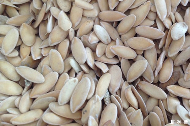 甜瓜种子浸种催芽要注意什么？