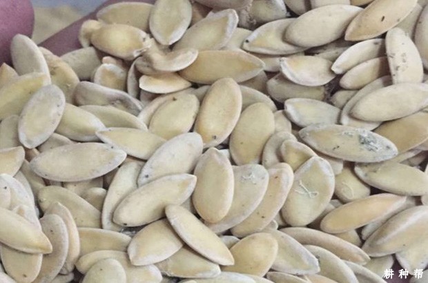 甜瓜种子浸种催芽要注意什么？