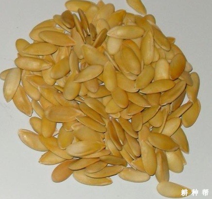 甜瓜种子浸种催芽要注意什么？