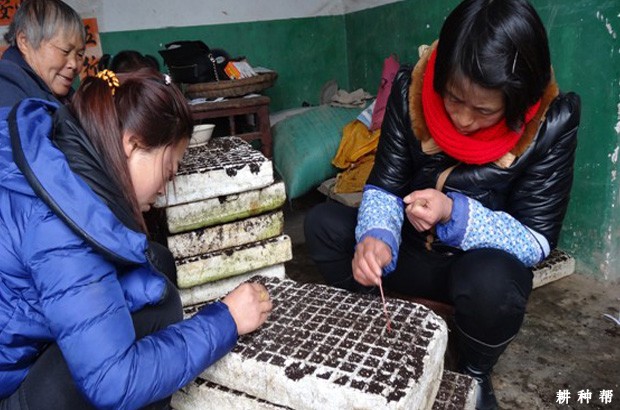 甜瓜夏季如何育苗？