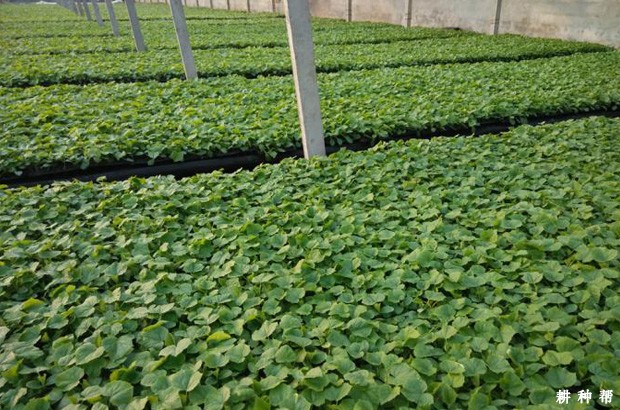 甜瓜夏季如何育苗？