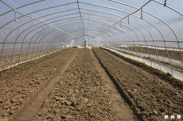 甜瓜夏季如何育苗？