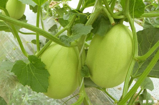 秋季塑料大棚甜瓜要注意什么？