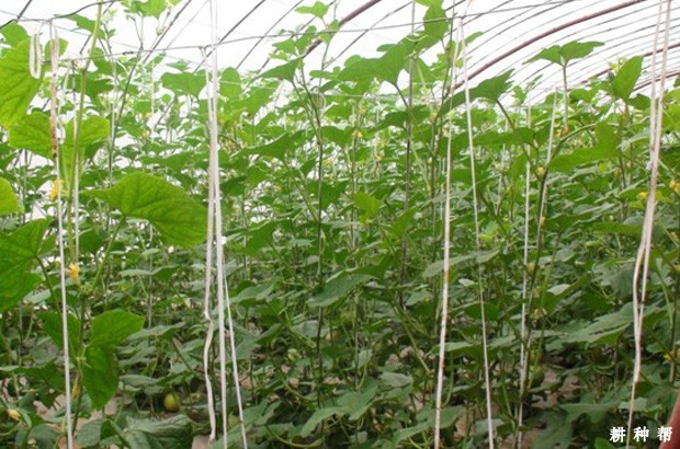 秋季塑料大棚甜瓜要注意什么？