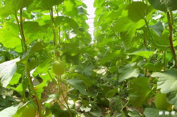 秋季塑料大棚甜瓜要注意什么？