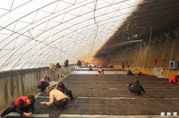 冬春季如何育甜瓜苗？