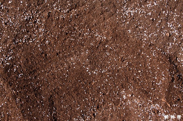 冬春季如何育甜瓜苗？