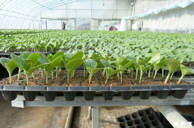 塑料大棚春季怎么种植甜瓜？