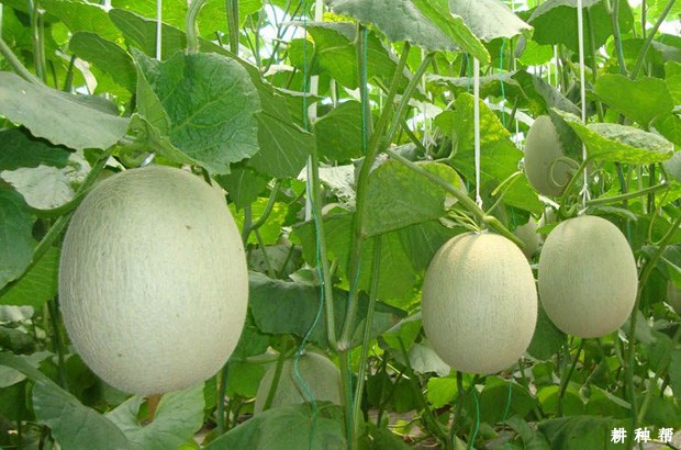 塑料大棚春季怎么种植甜瓜？