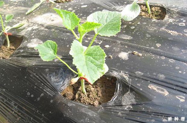 塑料大棚春季怎么种植甜瓜？