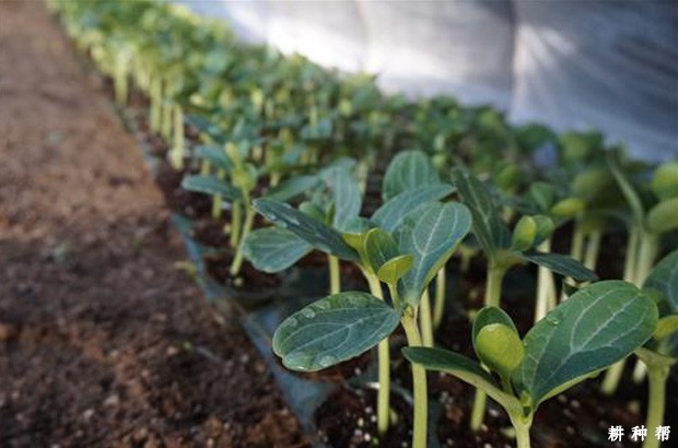 塑料大棚春季怎么种植甜瓜？