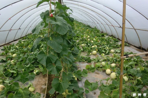塑料大棚种植甜瓜有什么特点？