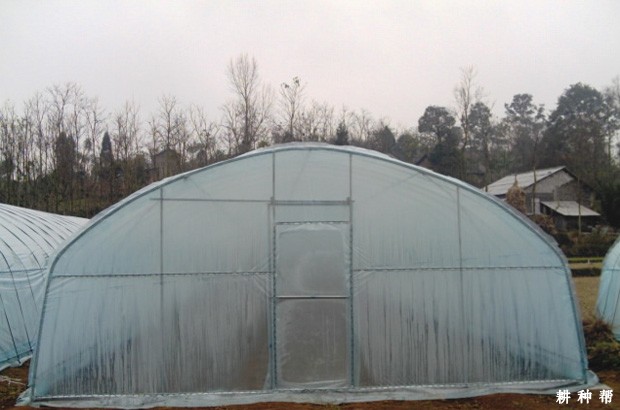 塑料大棚种植甜瓜有什么特点？