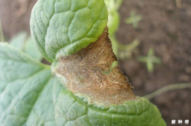 甜瓜蔓枯病用什么药防治？附图片