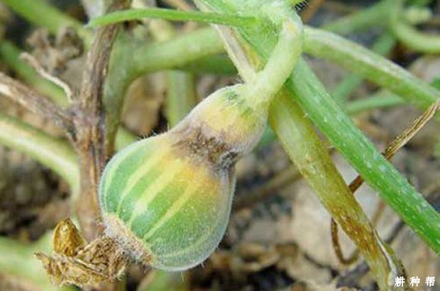 甜瓜蔓枯病用什么药防治？附图片