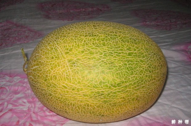 金蜜龙厚皮甜瓜品种好不好？
