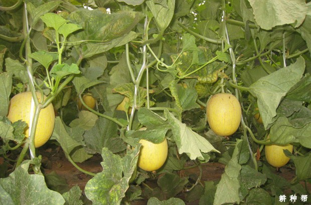 金蜜龙厚皮甜瓜品种好不好？