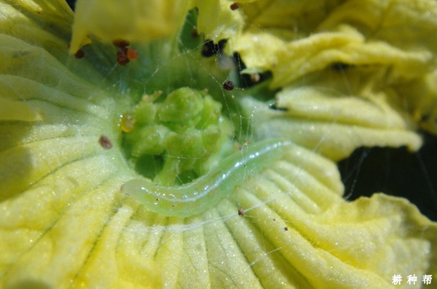 甜瓜如何防治瓜绢螟？附图片