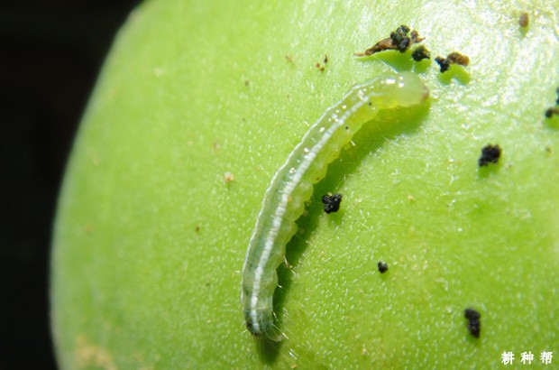 甜瓜如何防治瓜绢螟？附图片