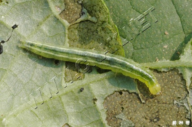 甜瓜如何防治瓜绢螟？附图片