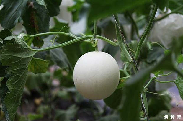 京玉一号厚皮甜瓜品种好不好？