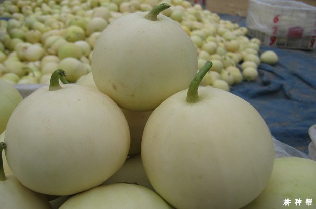 京玉一号厚皮甜瓜品种好不好？