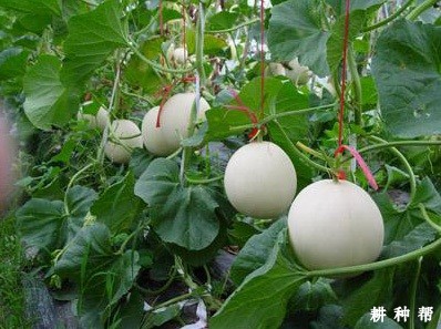 京玉一号厚皮甜瓜品种好不好？