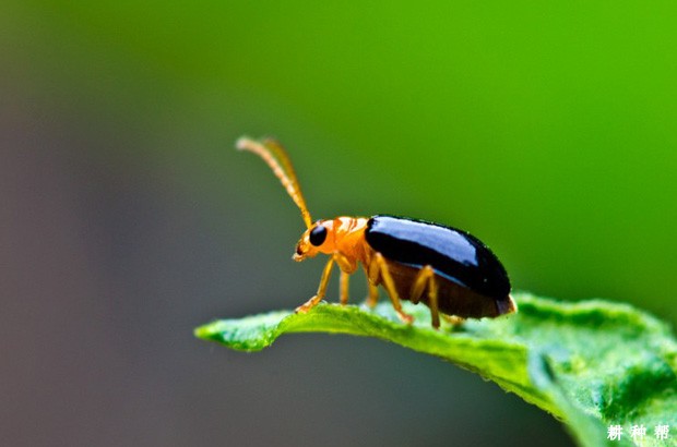 甜瓜怎么防治黄足黑守瓜？附图片